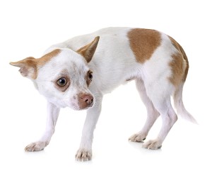 This is an image showing a frightened dog